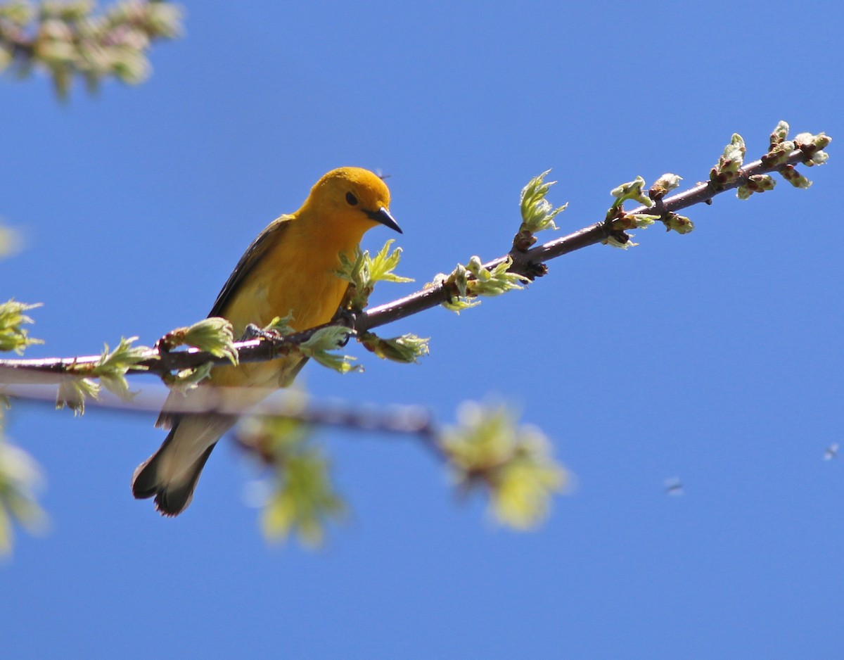 Prothonotary Warbler - Andrew S. Aldrich