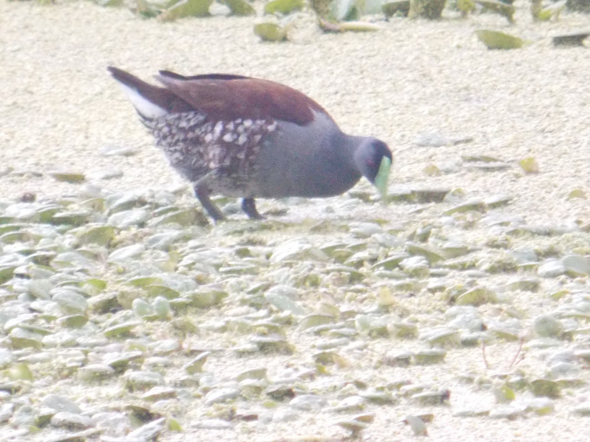 Spot-flanked Gallinule - ML98322921