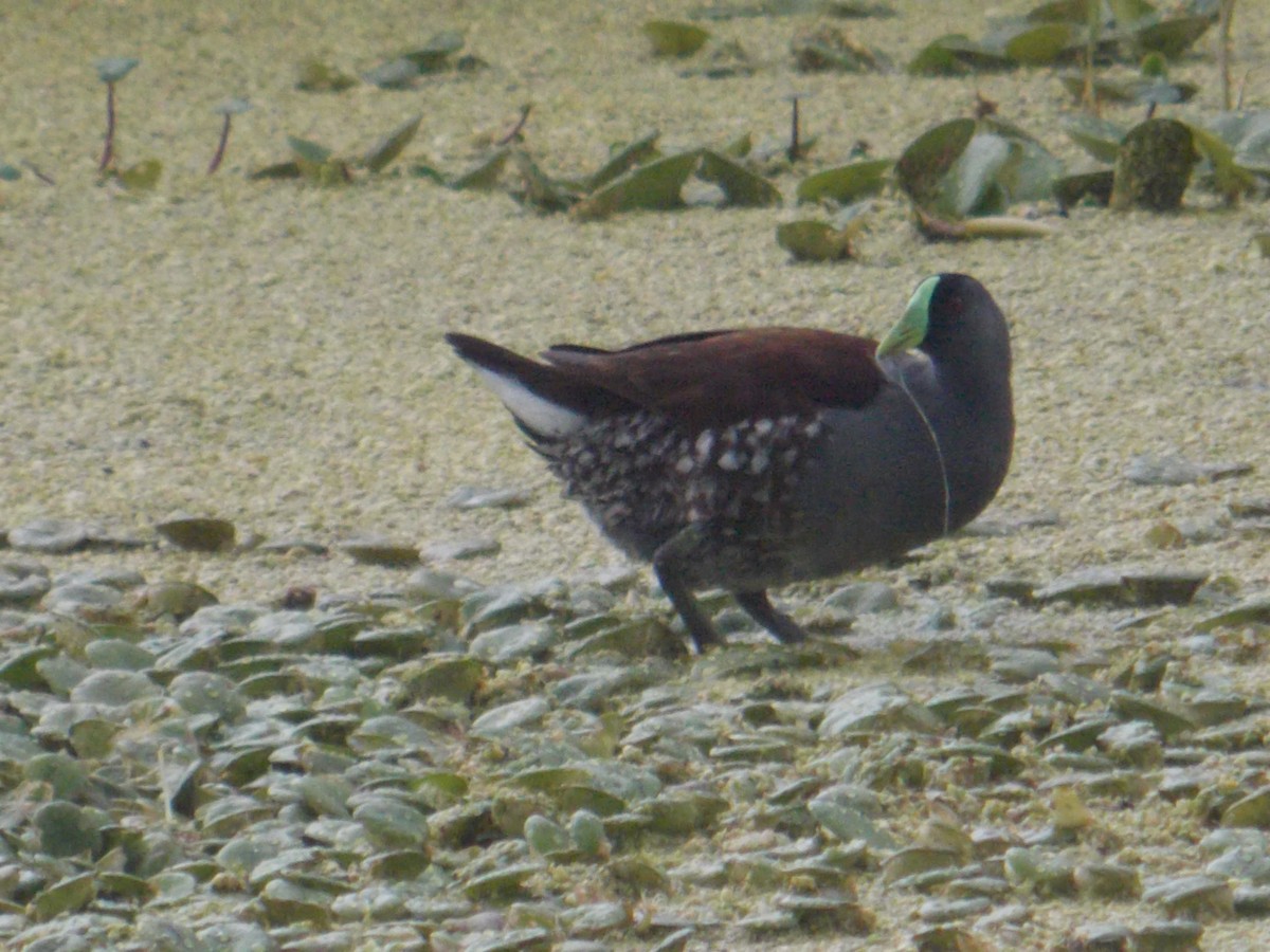 Spot-flanked Gallinule - ML98322951