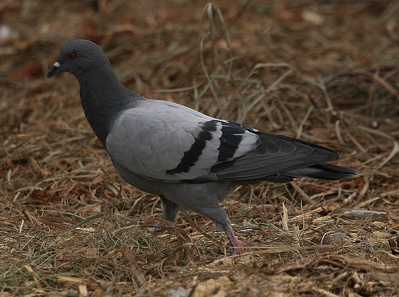 Rock Pigeon (Feral Pigeon) - Michael Walther