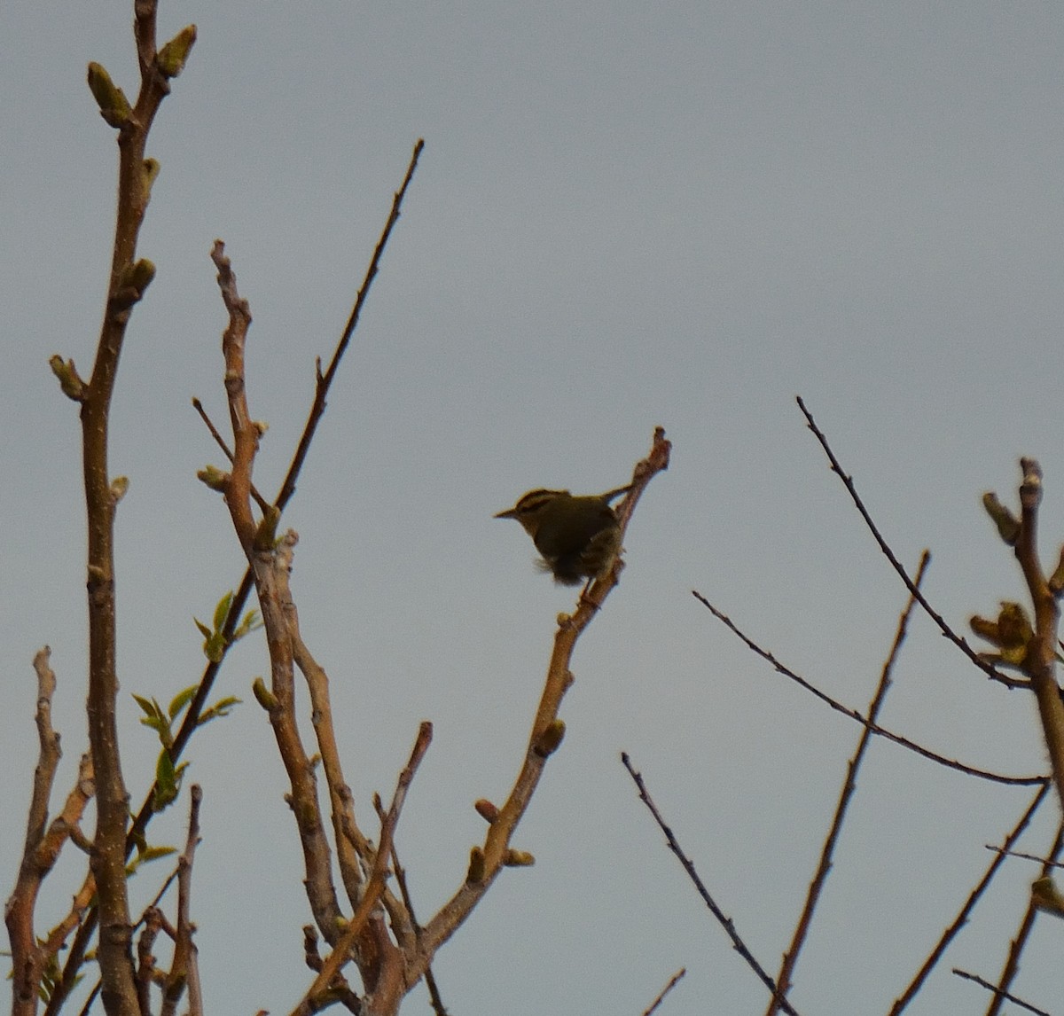 Worm-eating Warbler - Jason Denesevich