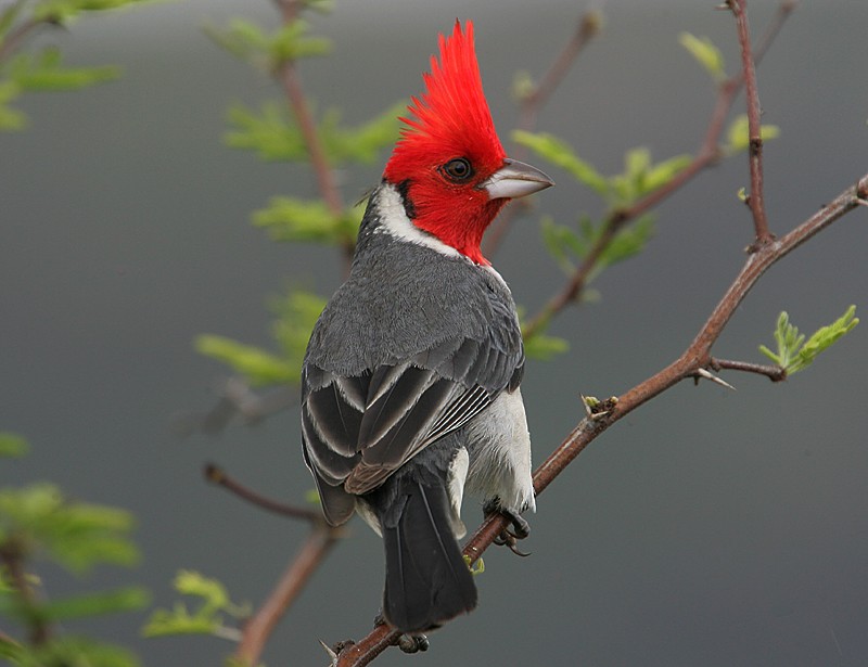 Red-crested Cardinal - Michael Walther