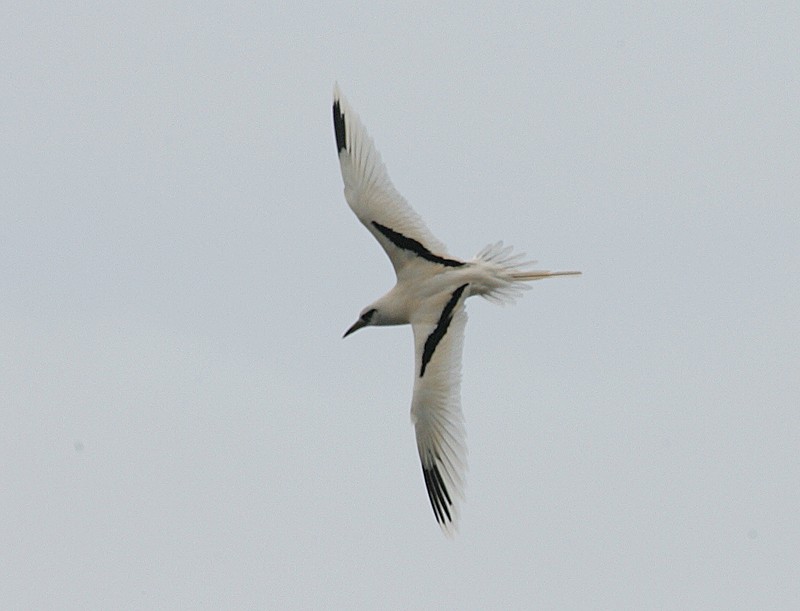 Weißschwanz-Tropikvogel - ML98325031