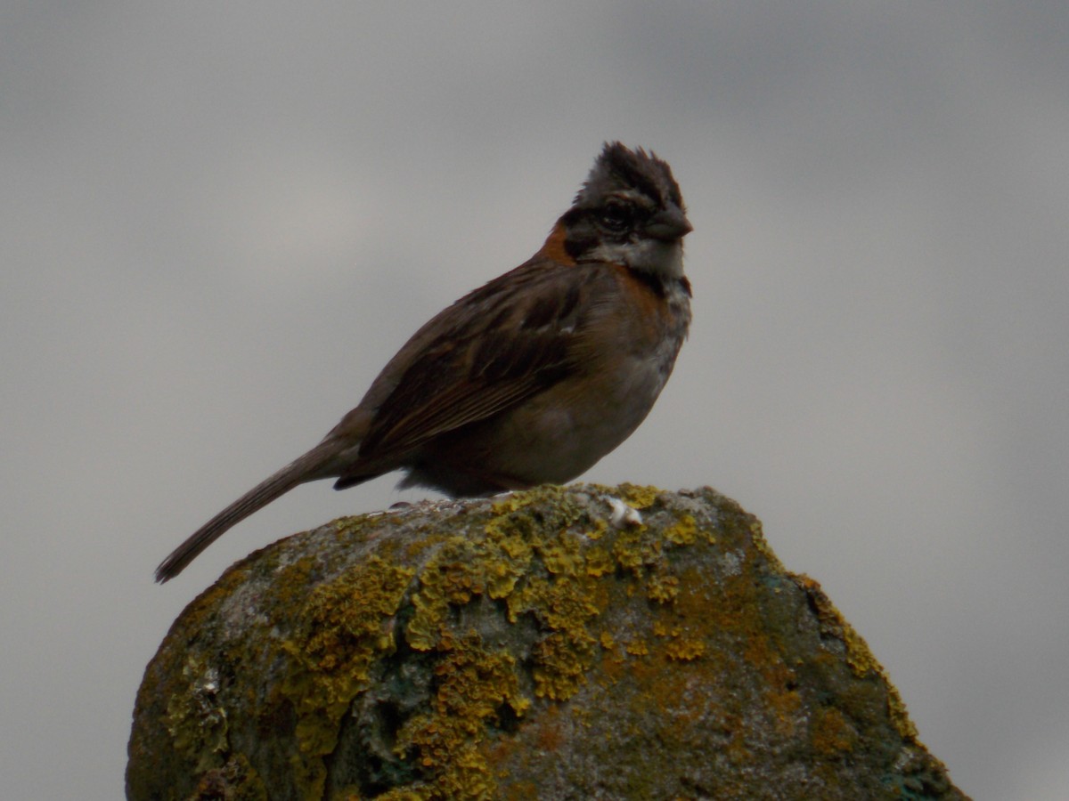 Rufous-collared Sparrow - ML98325381