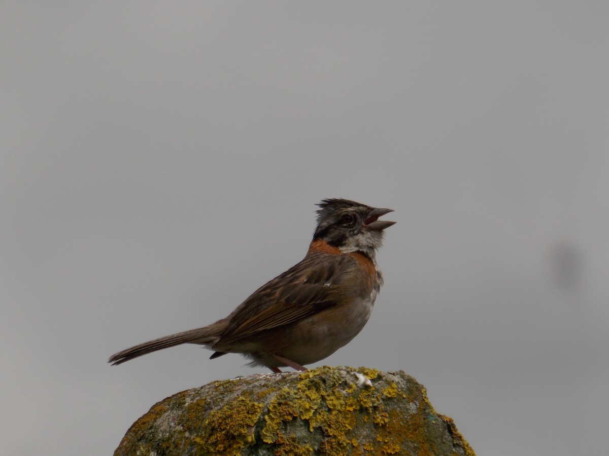 Rufous-collared Sparrow - ML98325401