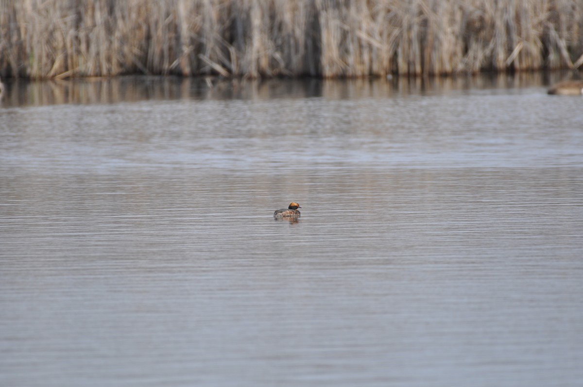 Horned Grebe - ML98326371