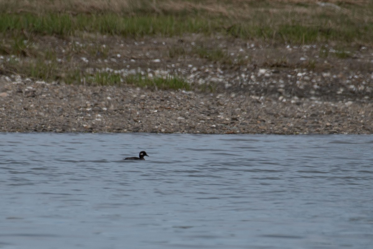 Bufflehead - Steven Lester