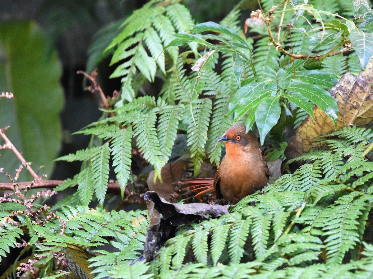 Orange-eyed Thornbird - ML98326861