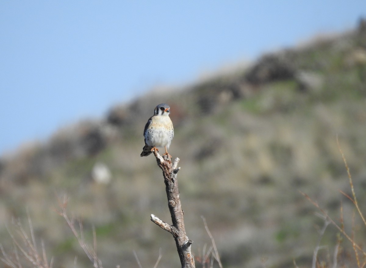 American Kestrel - ML98328241