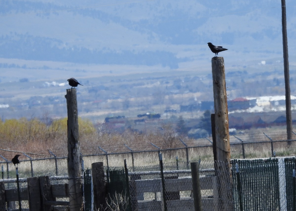 American Crow - ML98328281