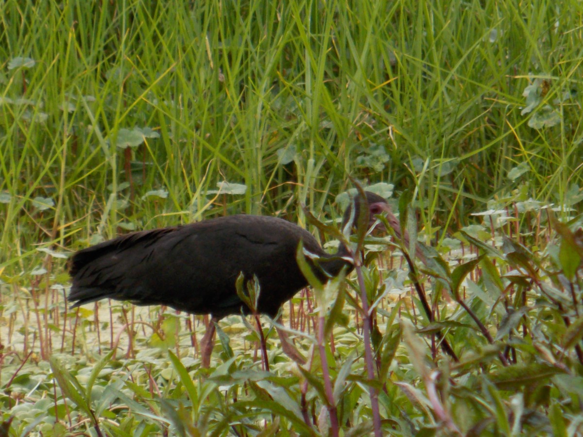 Bare-faced Ibis - ML98328371