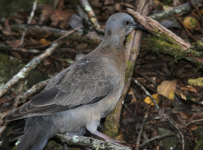 Spotted Dove - Michael Walther