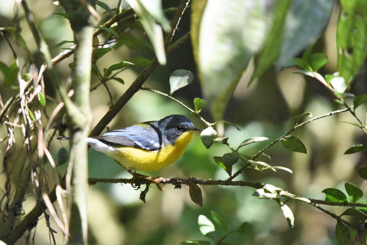 Parula Pitiayumí - ML98329591