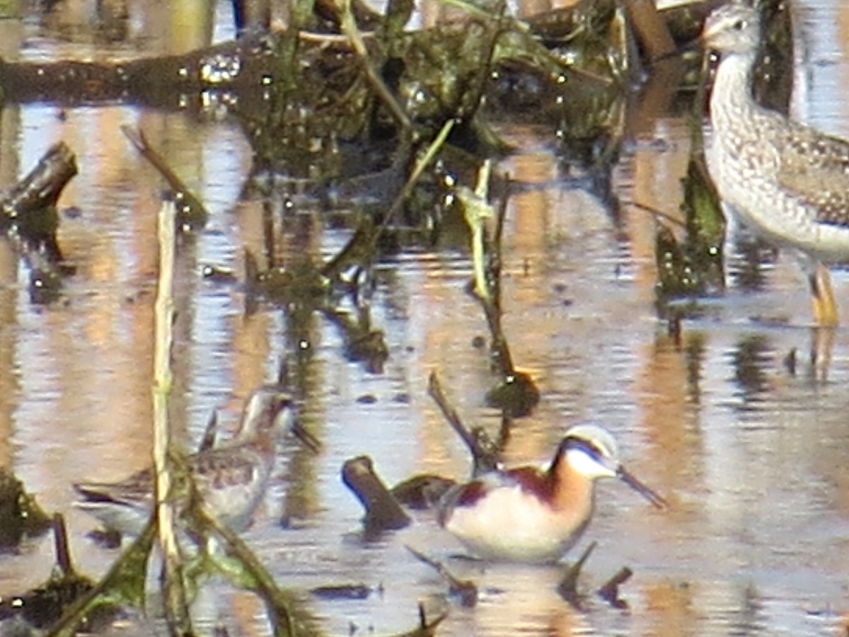 Falaropo Tricolor - ML98330501