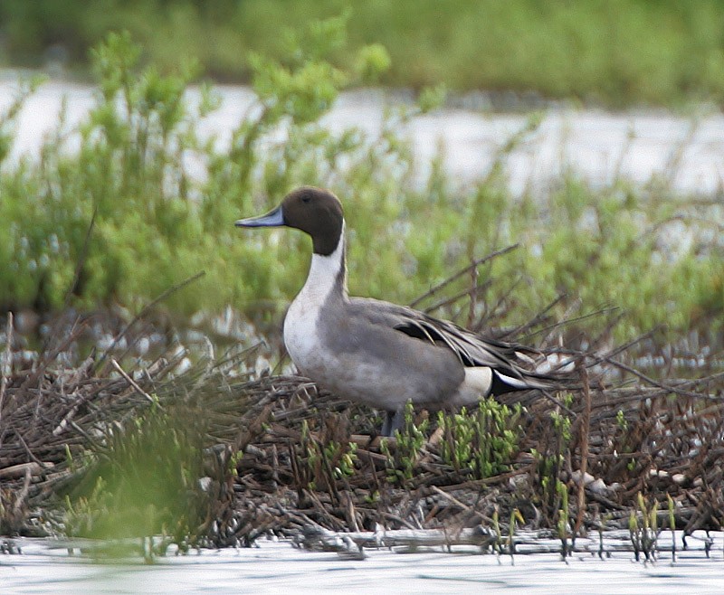 Northern Pintail - Michael Walther