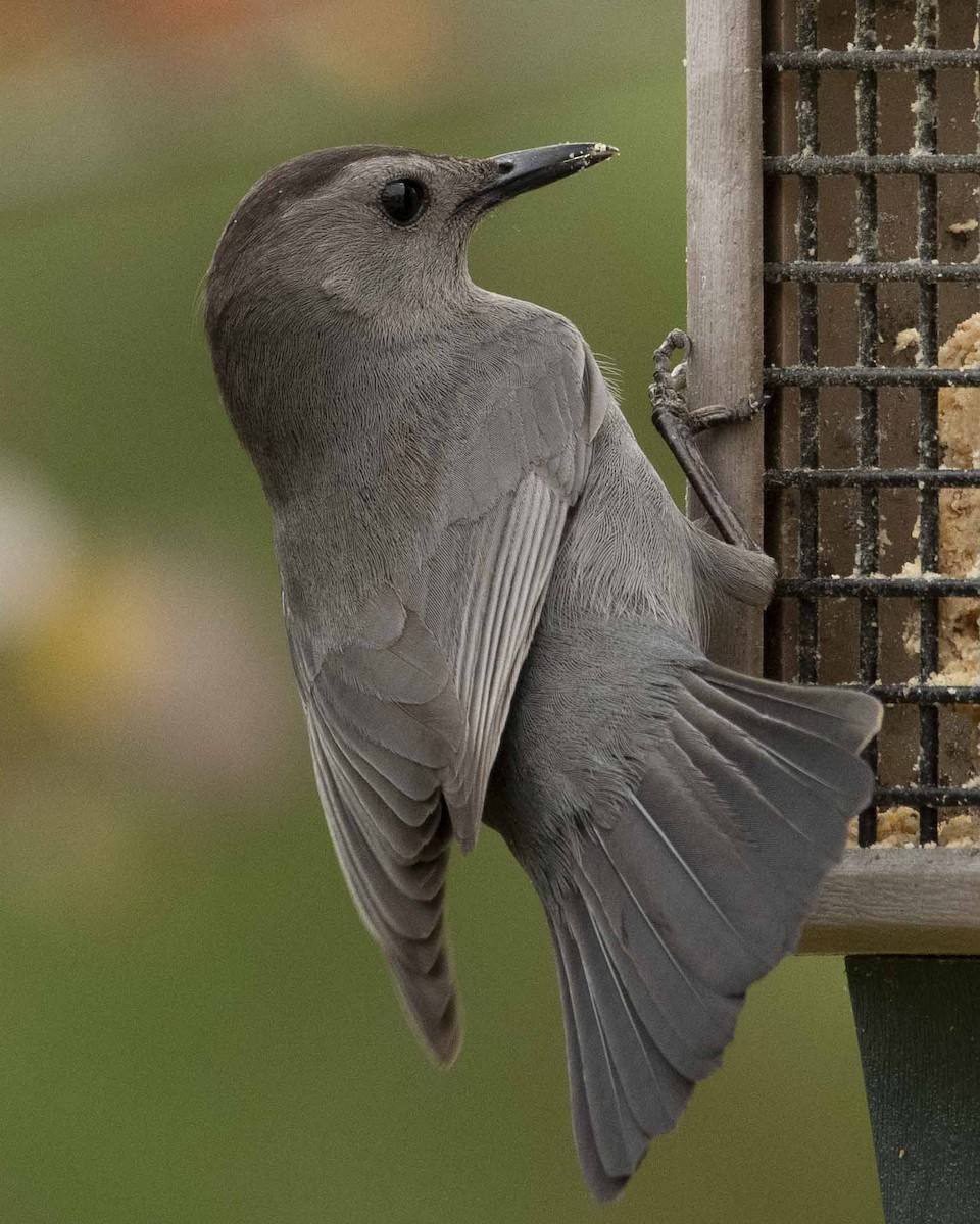 Gray Catbird - Keith Kennedy