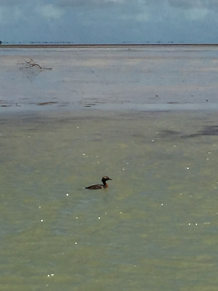 Horned Grebe - ML98332201