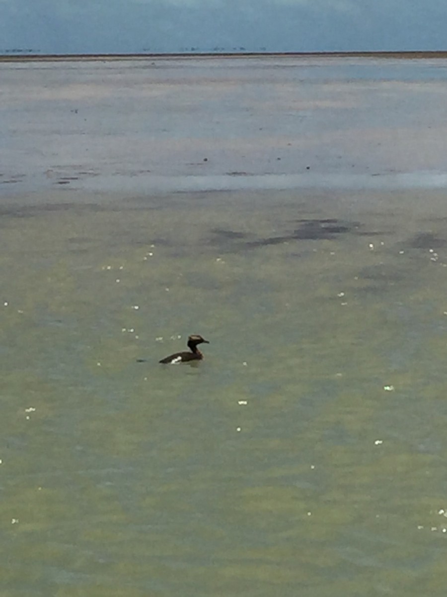 Horned Grebe - ML98332981