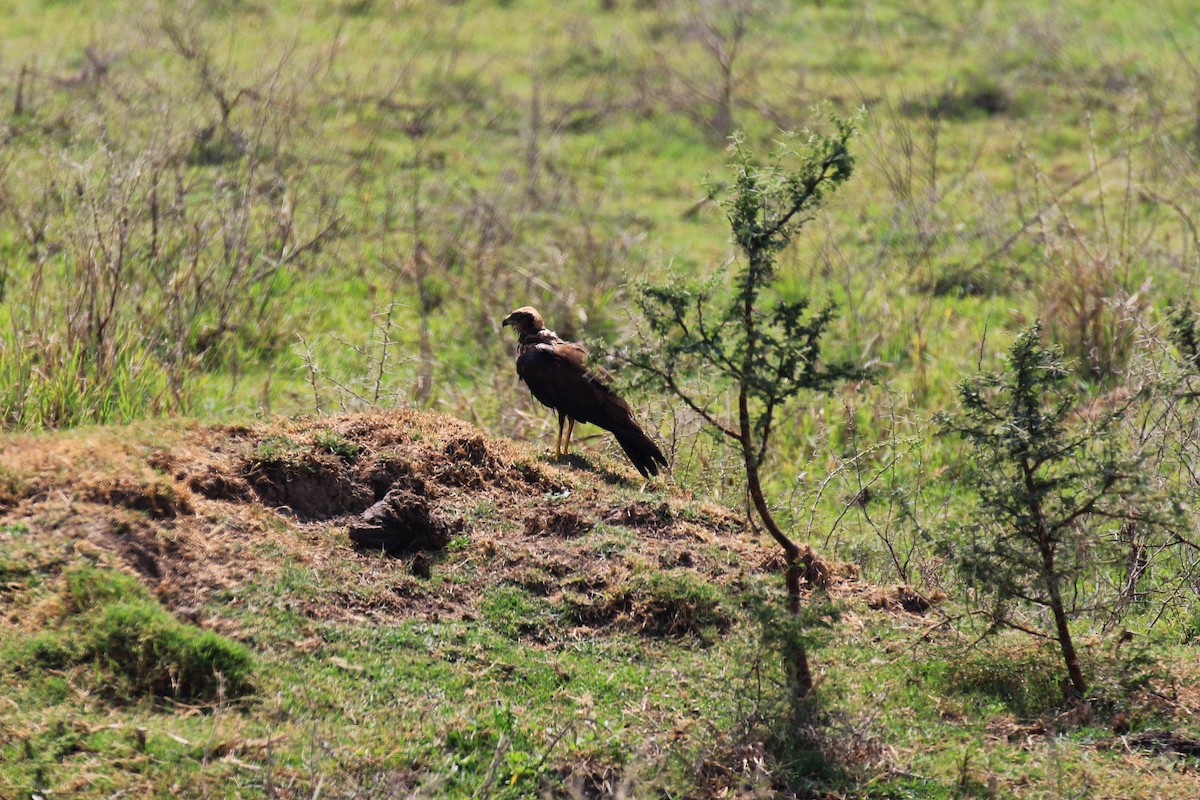 Western Marsh Harrier - ML98333571