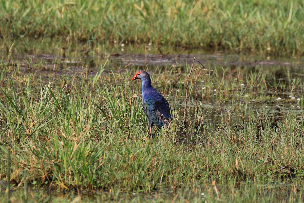 Gray-headed Swamphen - ML98333611