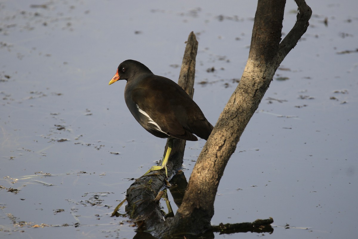 Eurasian Moorhen - Denis Tétreault