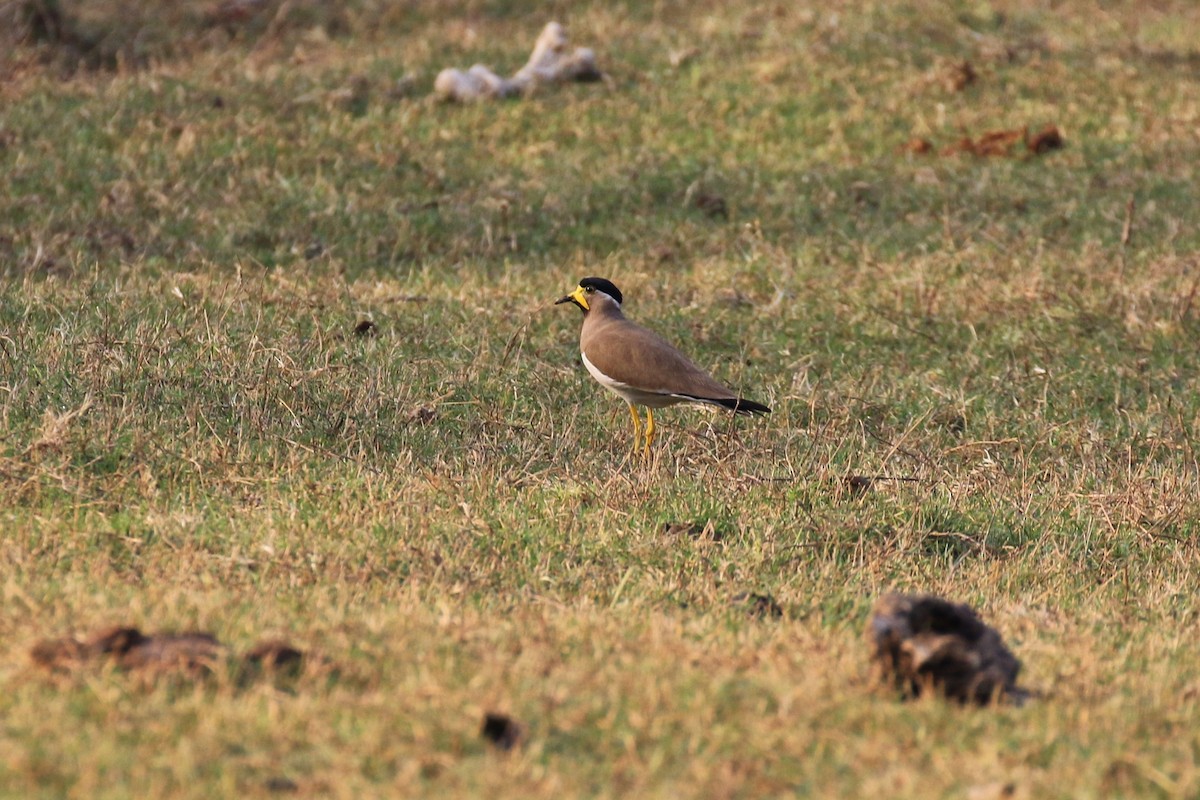 Yellow-wattled Lapwing - ML98333971