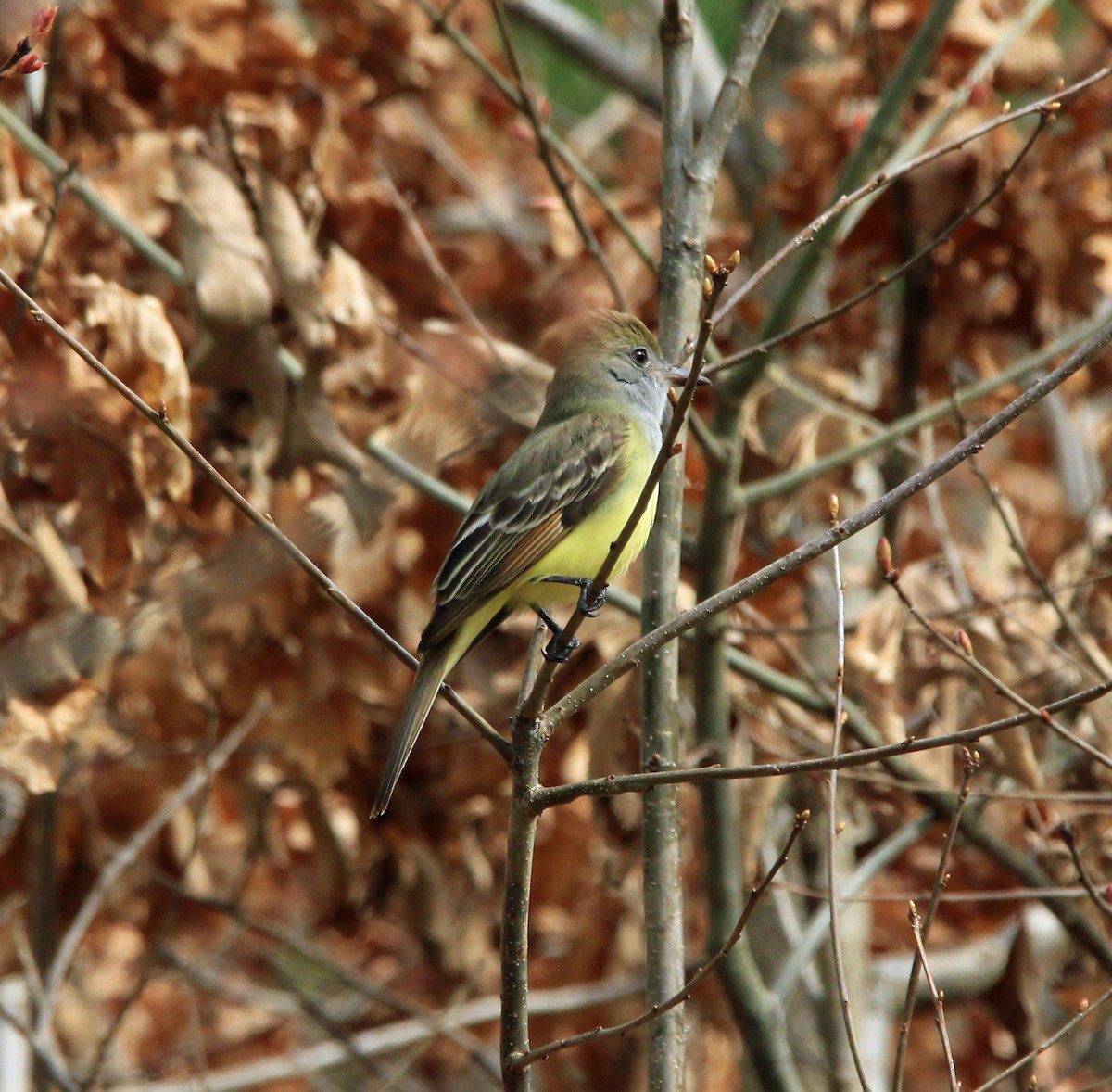 Great Crested Flycatcher - ML98333991