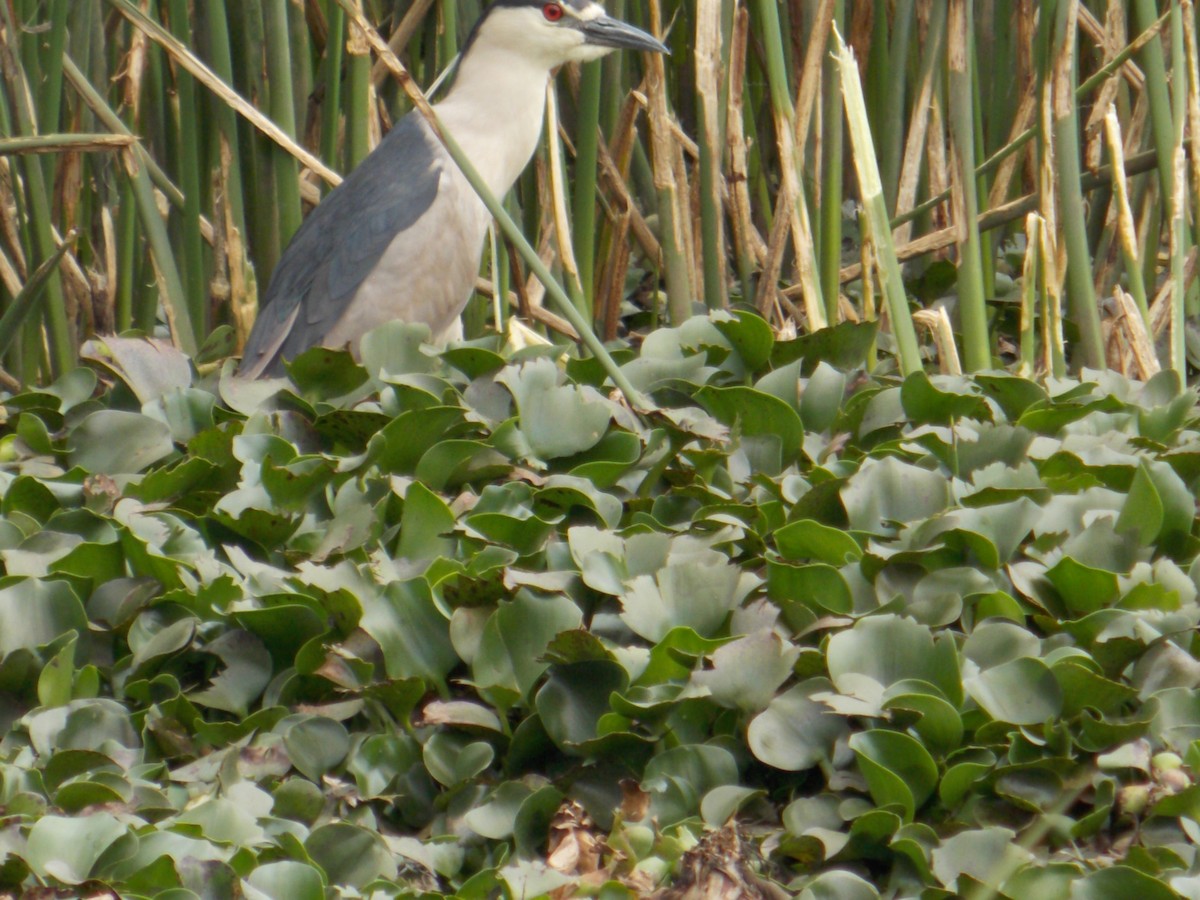 Black-crowned Night Heron - ML98334951