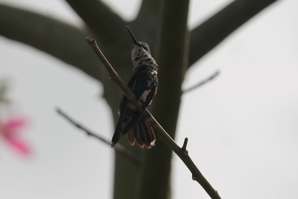 kolibřík cerradový - ML98335001