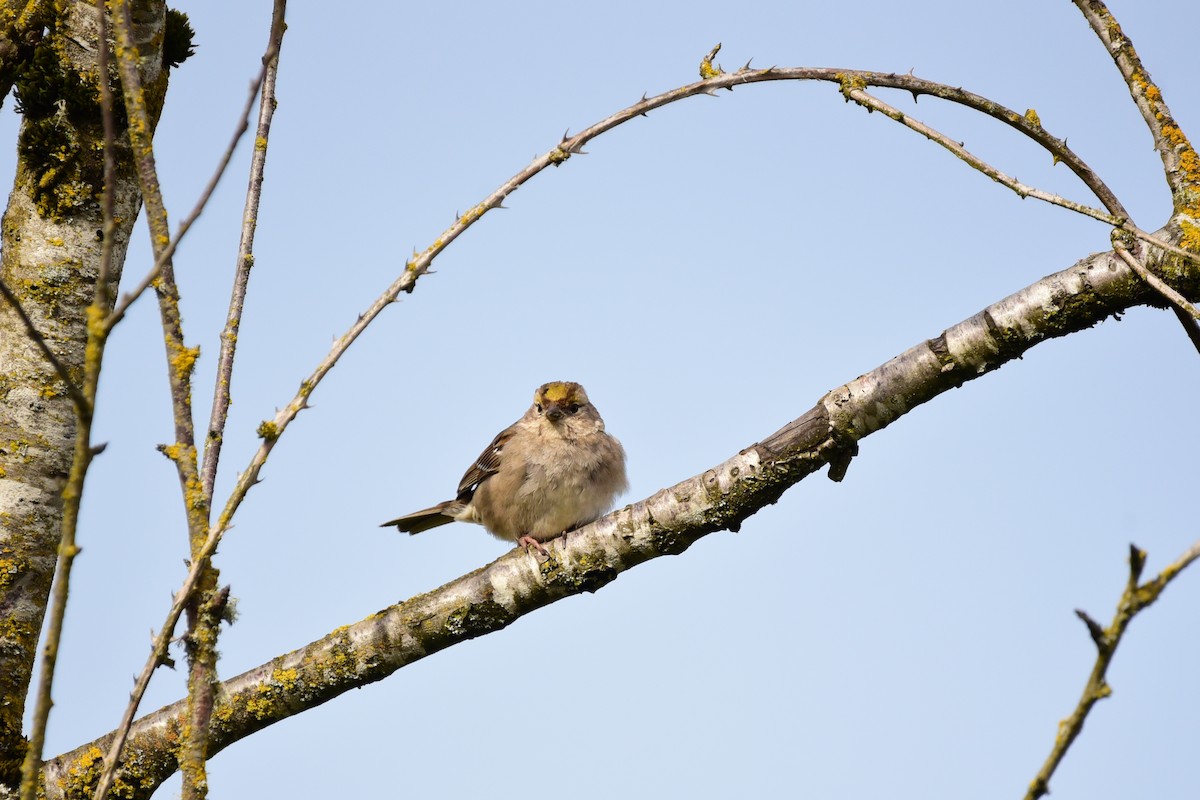 Golden-crowned Sparrow - ML98335081