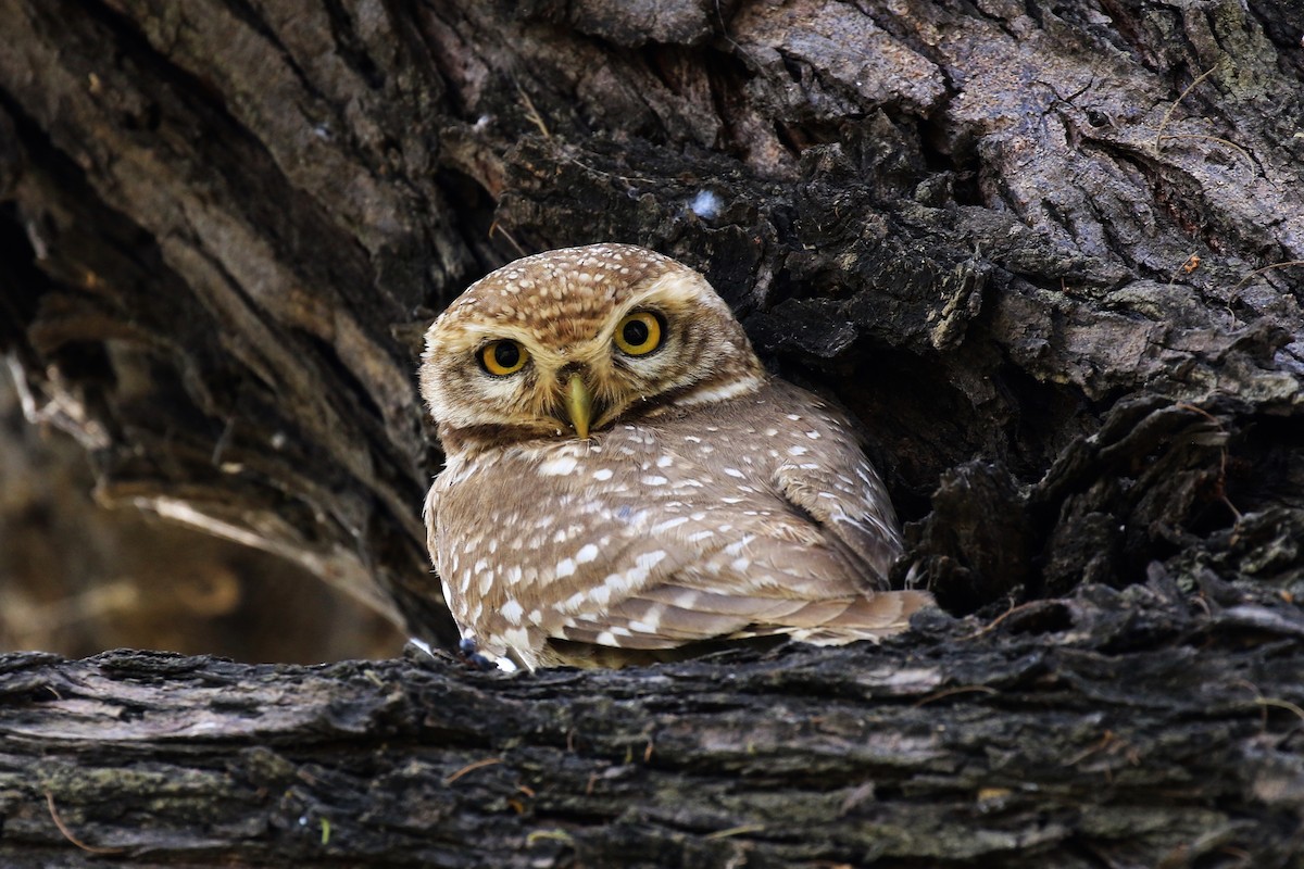 Spotted Owlet - Denis Tétreault