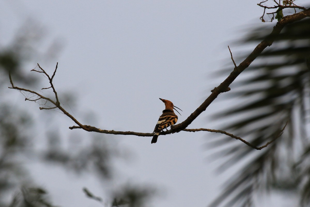 Eurasian Hoopoe - ML98335471