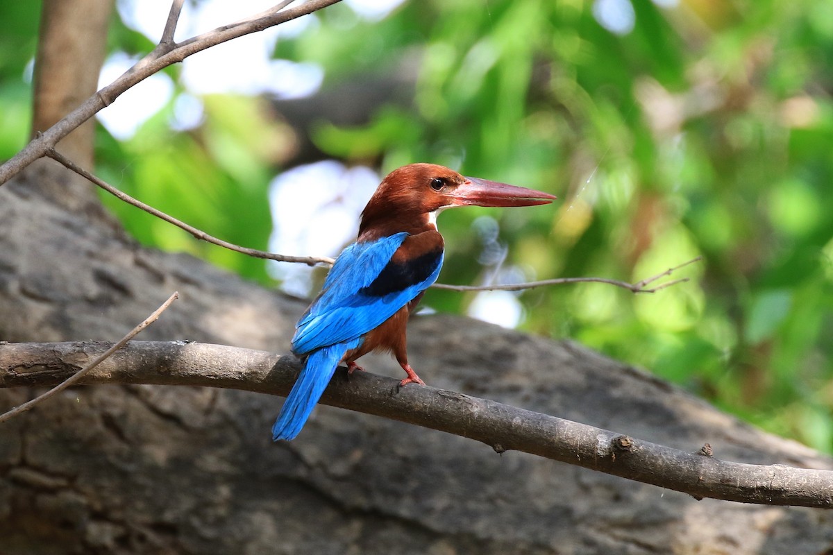 White-throated Kingfisher - ML98335551