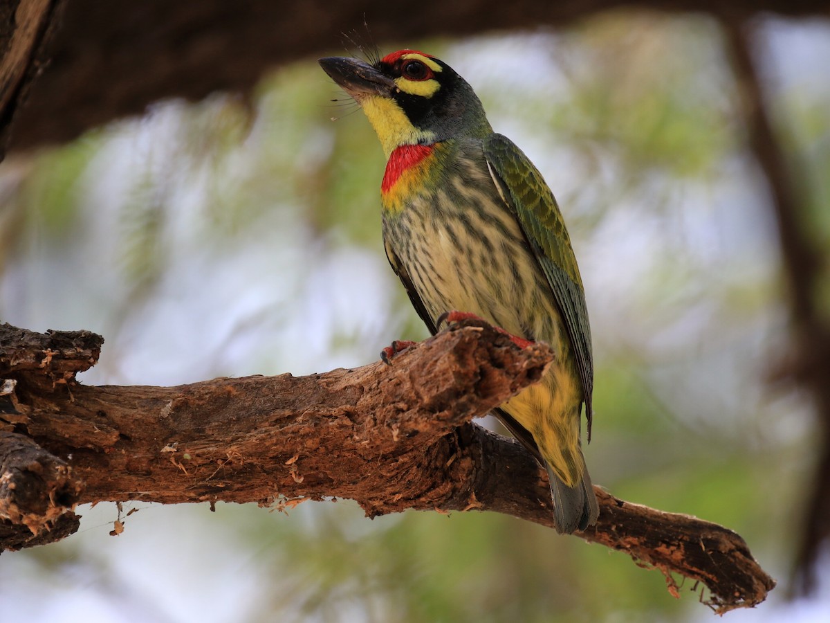 Coppersmith Barbet - Denis Tétreault