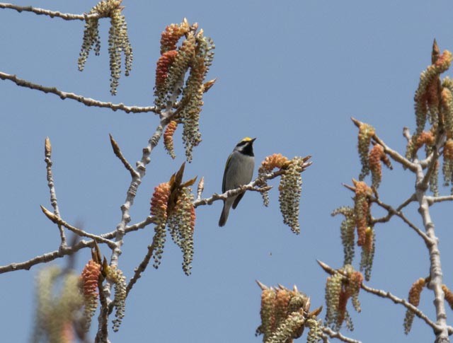 Golden-winged Warbler - ML98335781