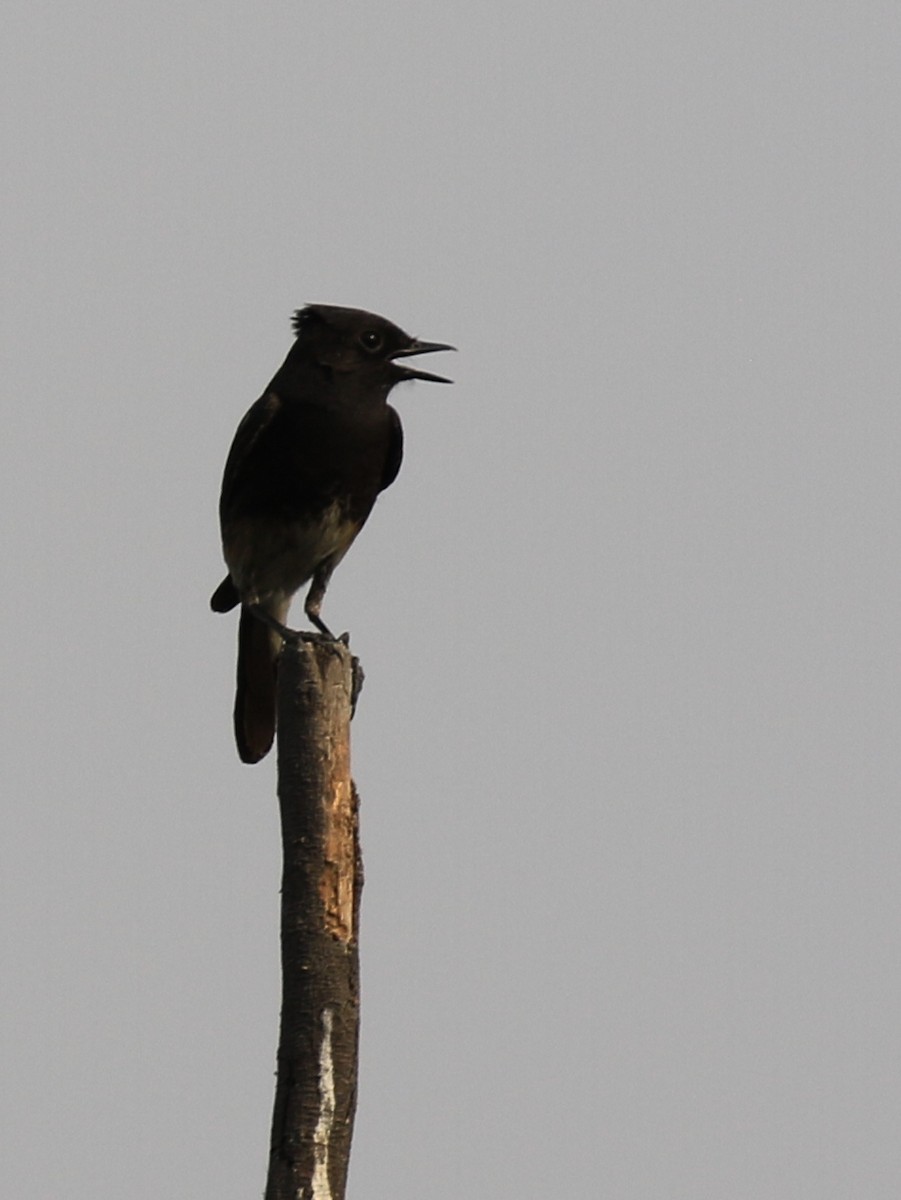 Pied Bushchat - Denis Tétreault