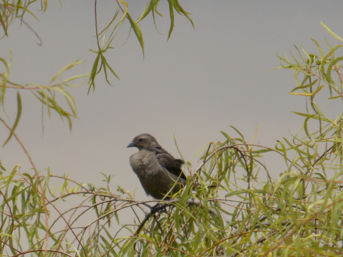 Shiny Cowbird - ML98335871