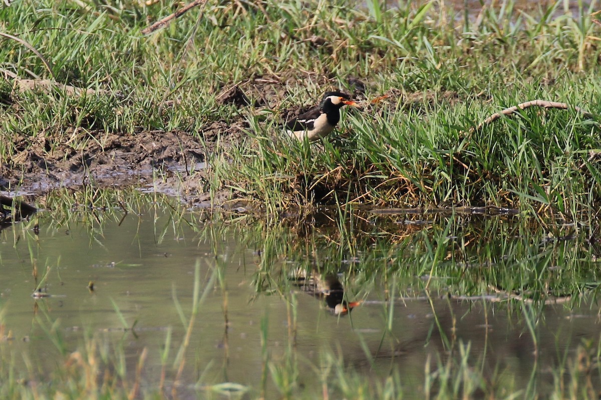 Indian Pied Starling - ML98336841