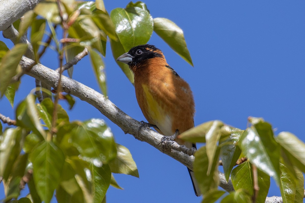 Black-headed Grosbeak - ML98337591