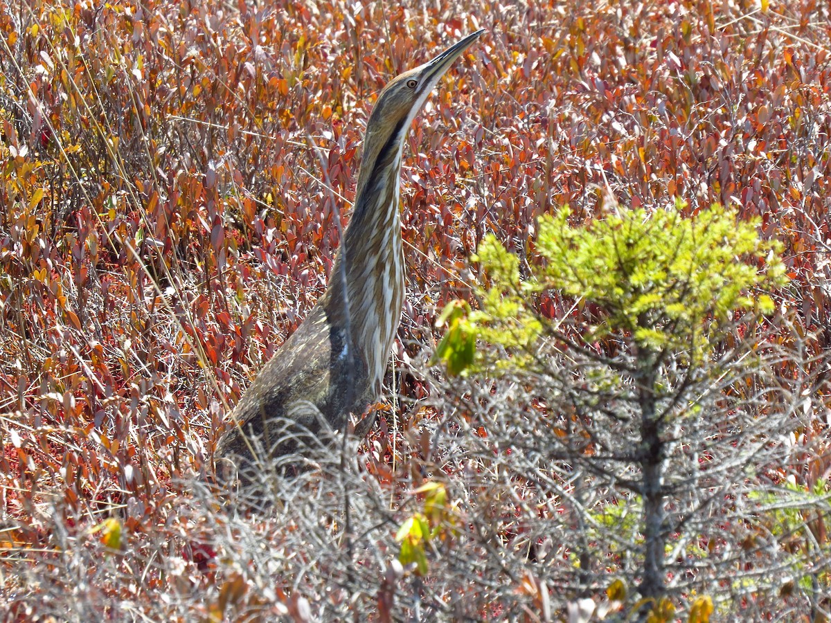 American Bittern - ML98338821