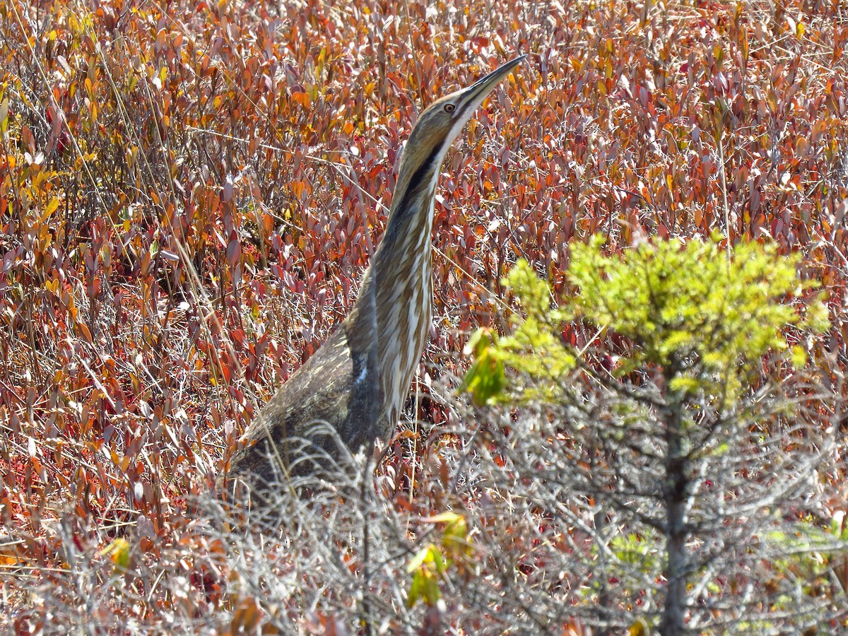 American Bittern - ML98338921