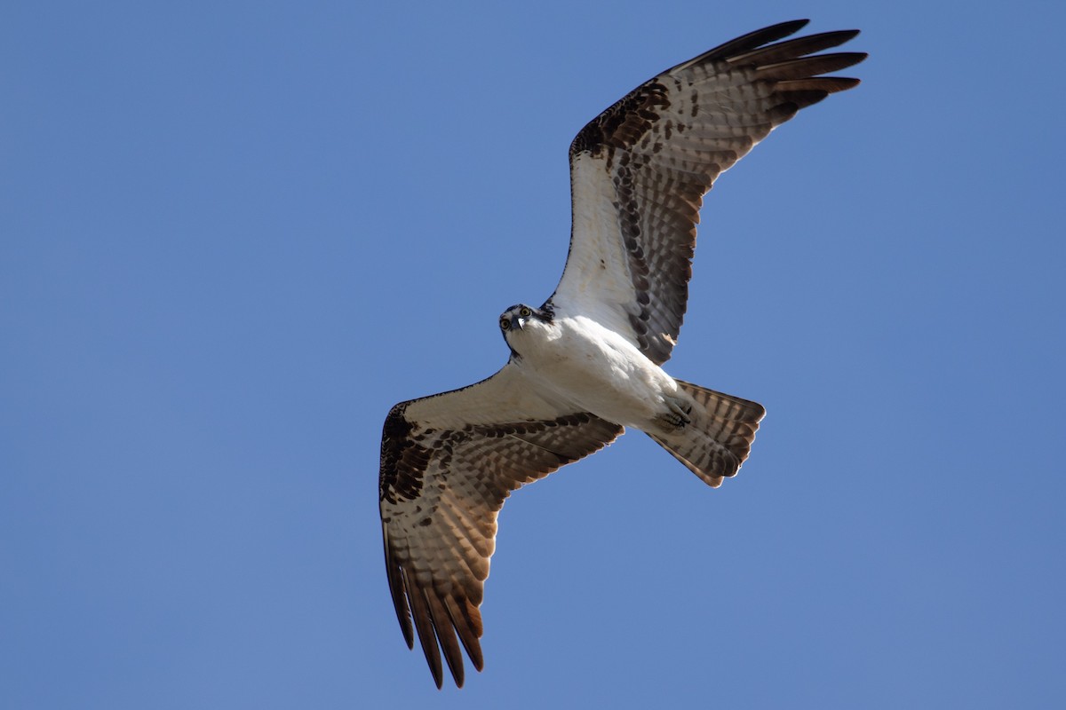 Osprey - ML98339131