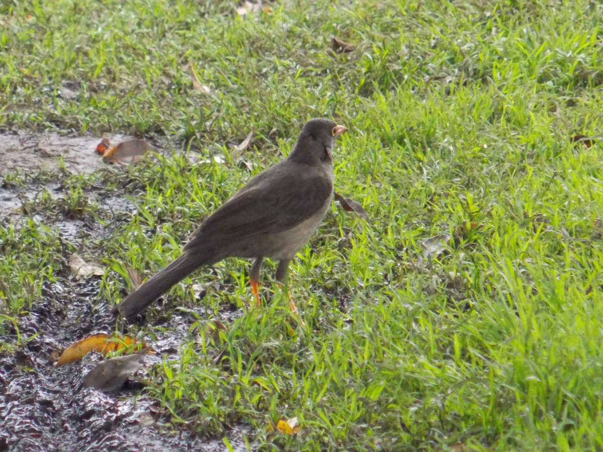 Great Thrush - ML98339551