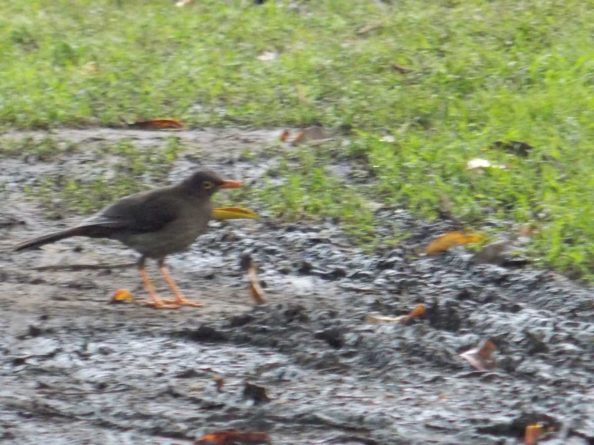 Great Thrush - ML98339591