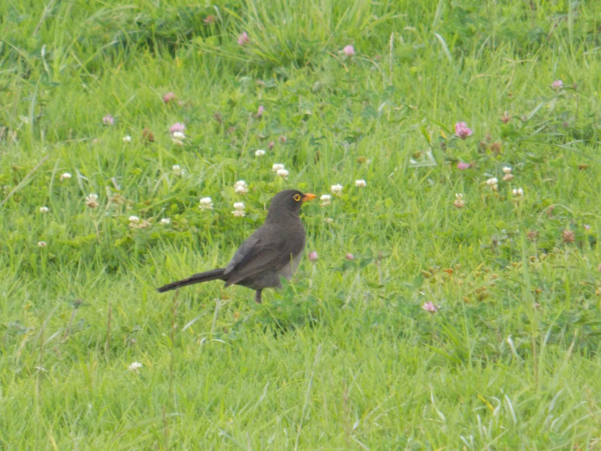 Great Thrush - ML98339611