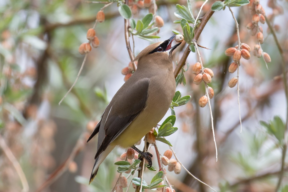 Cedar Waxwing - ML98340651