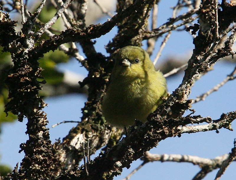 Kauai-Akepakleidervogel - ML98340681