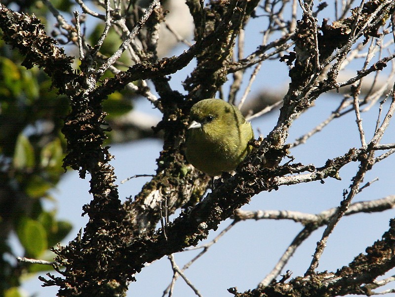 Kauai-Akepakleidervogel - ML98340691