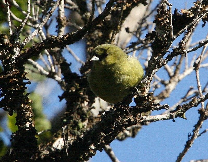 Kauai-Akepakleidervogel - ML98340701