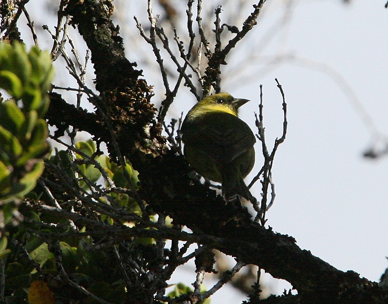Kauai-Akepakleidervogel - ML98340711